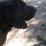 Fred