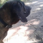 Fred
