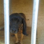 Fred