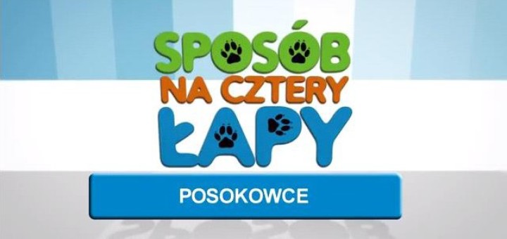 sposób na cztery łapy