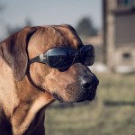 foto Paweł https://fotopiesely.wordpress.com/